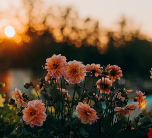 Rosa blommor blommar i solnedgångens ljus med träd i bakgrunden.